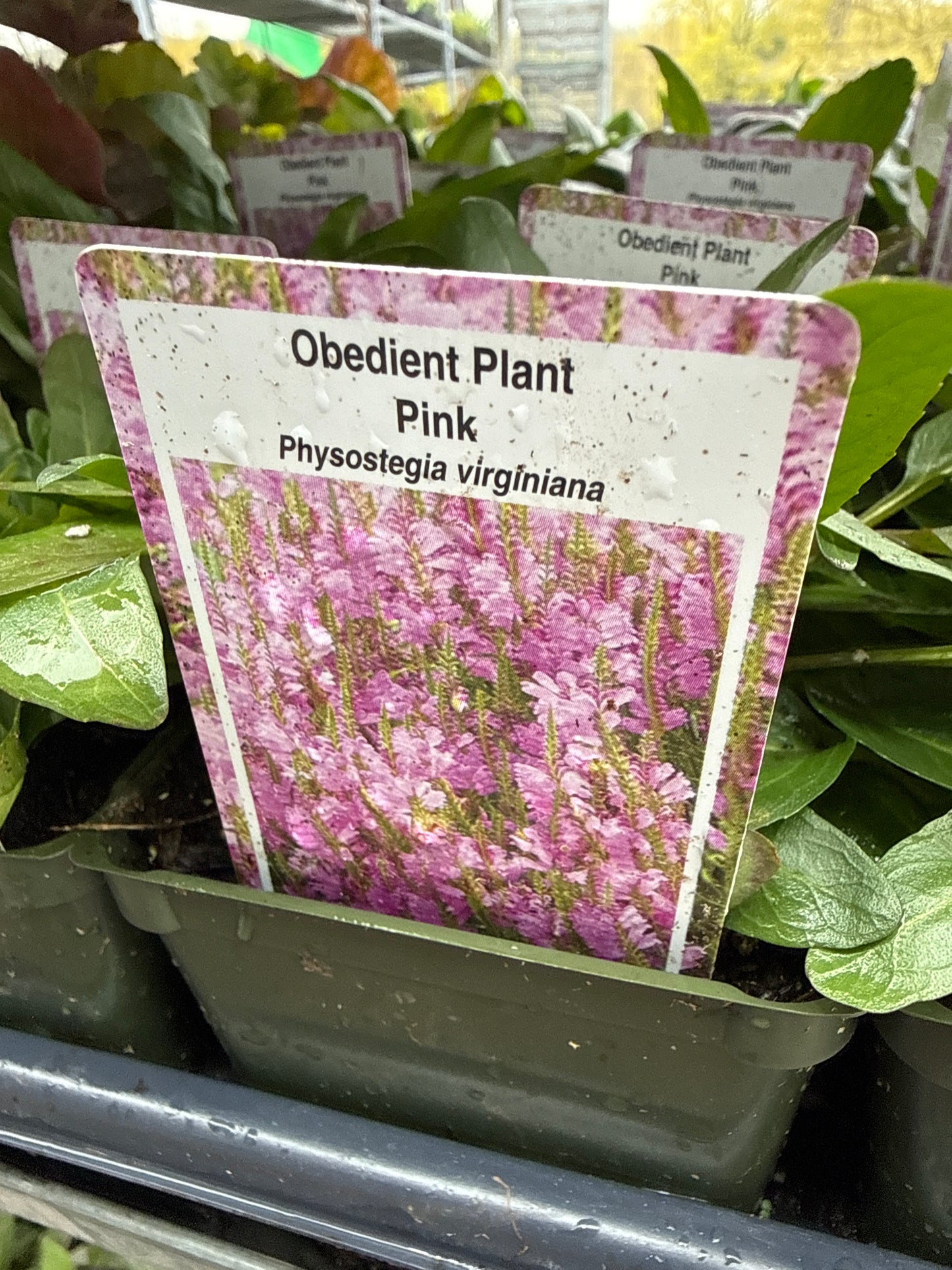 Physostegia 'Obedient Plant'