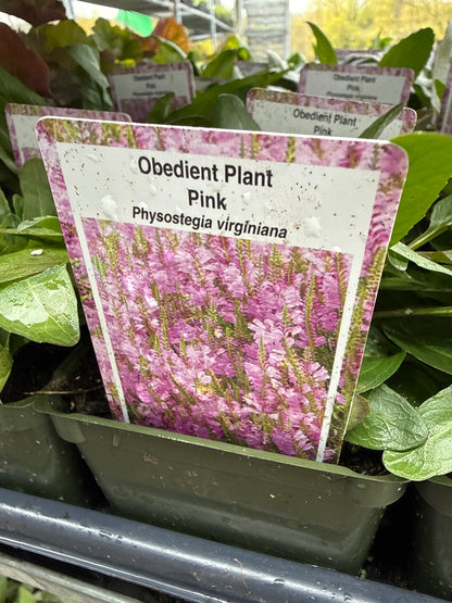 Physostegia 'Obedient Plant'