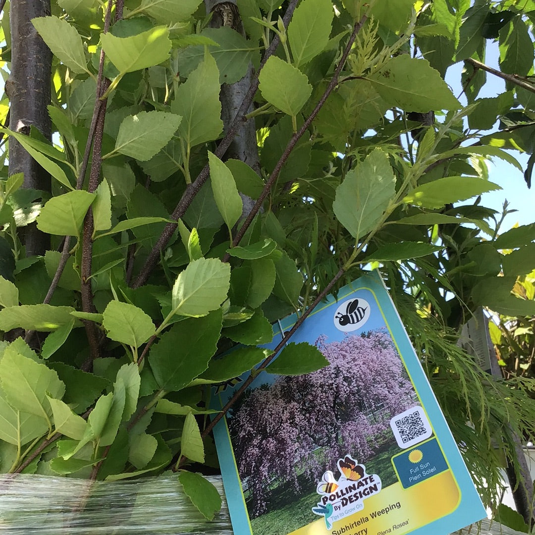 Double Subhirtella Weeping Cherry