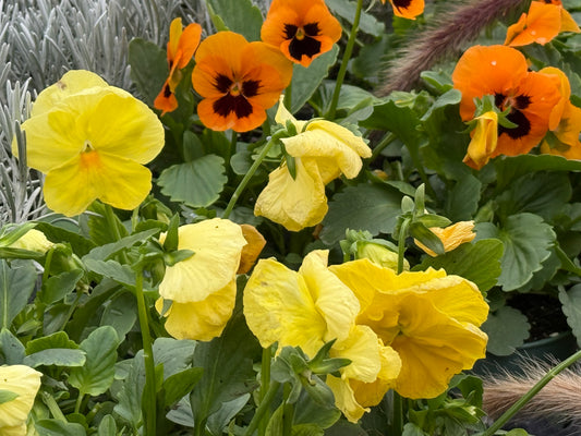 4.5" Fall Pansy/Viola