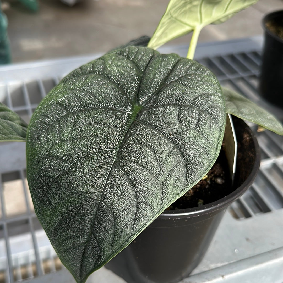 Alocasia Melo