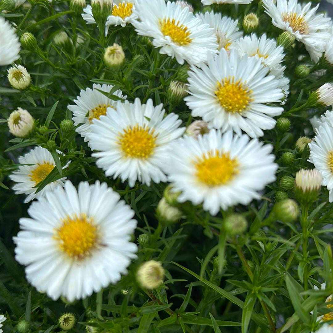 Fall Aster