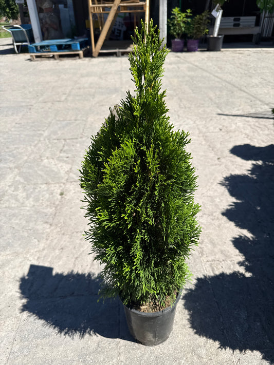 Petite Emerald Cedar