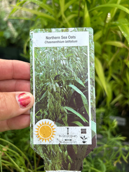 1 Gal Chasmanthium 'Woodoats'