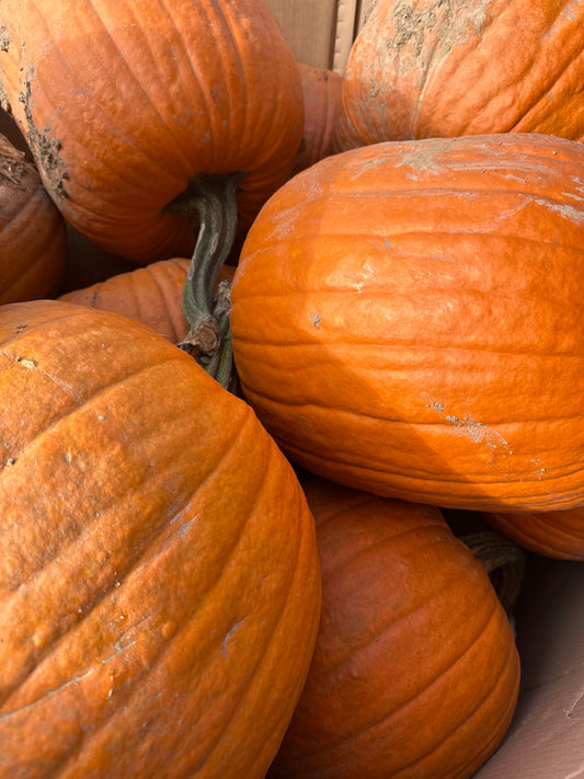 Extra Large Orange Pumpkins