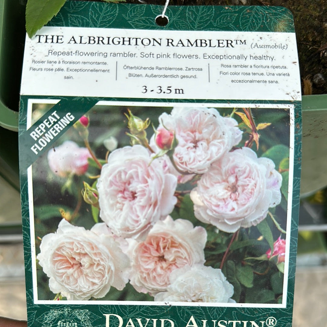 David Austin Rose 'The Albrighton Rambler'