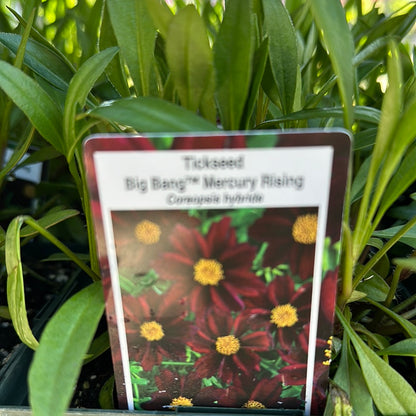 1 Gal Coreopsis 'Tickseed'