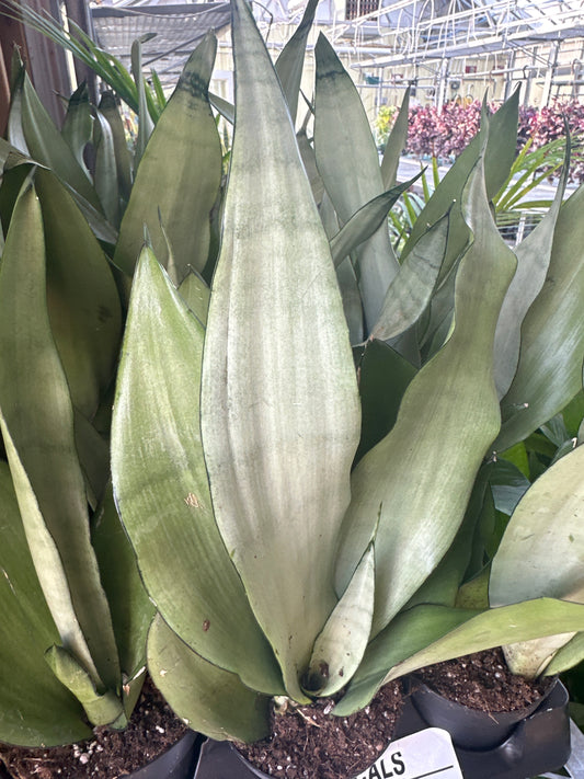 Snake Plant 'Sanseveria' Moonshine