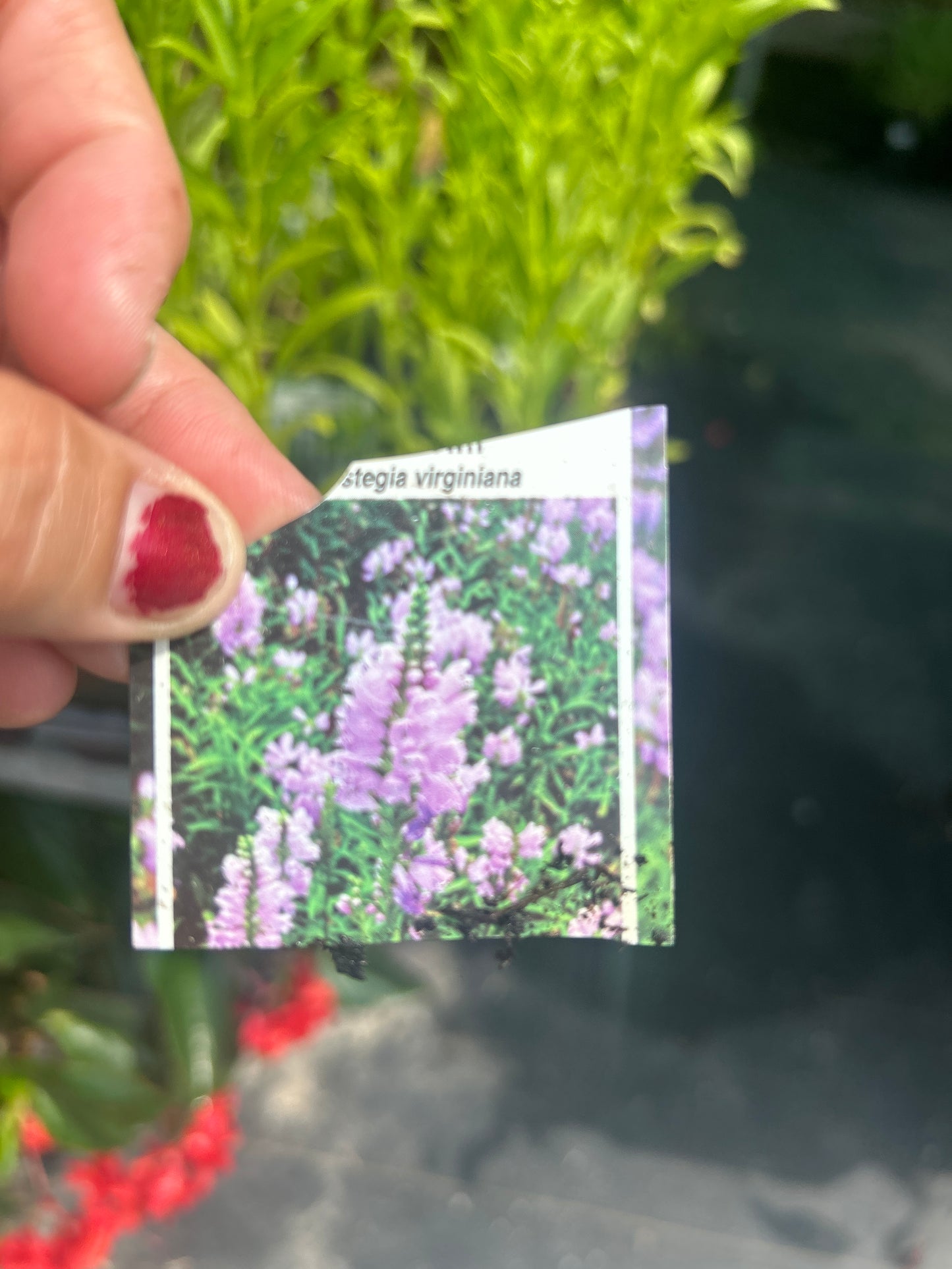 Physostegia 'Obedient Plant'