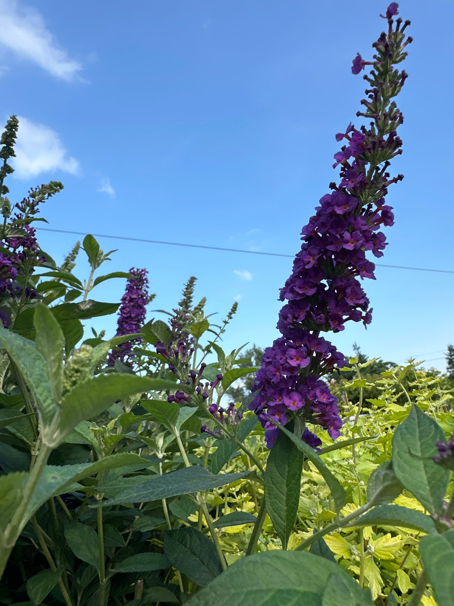 2 Gal Miss Violet Butterfly Bush