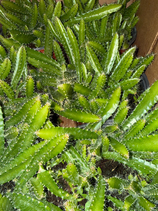 6" Dragon Fruit Cactus 'Selenicerieus Undatus'