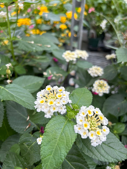 4" Lantana