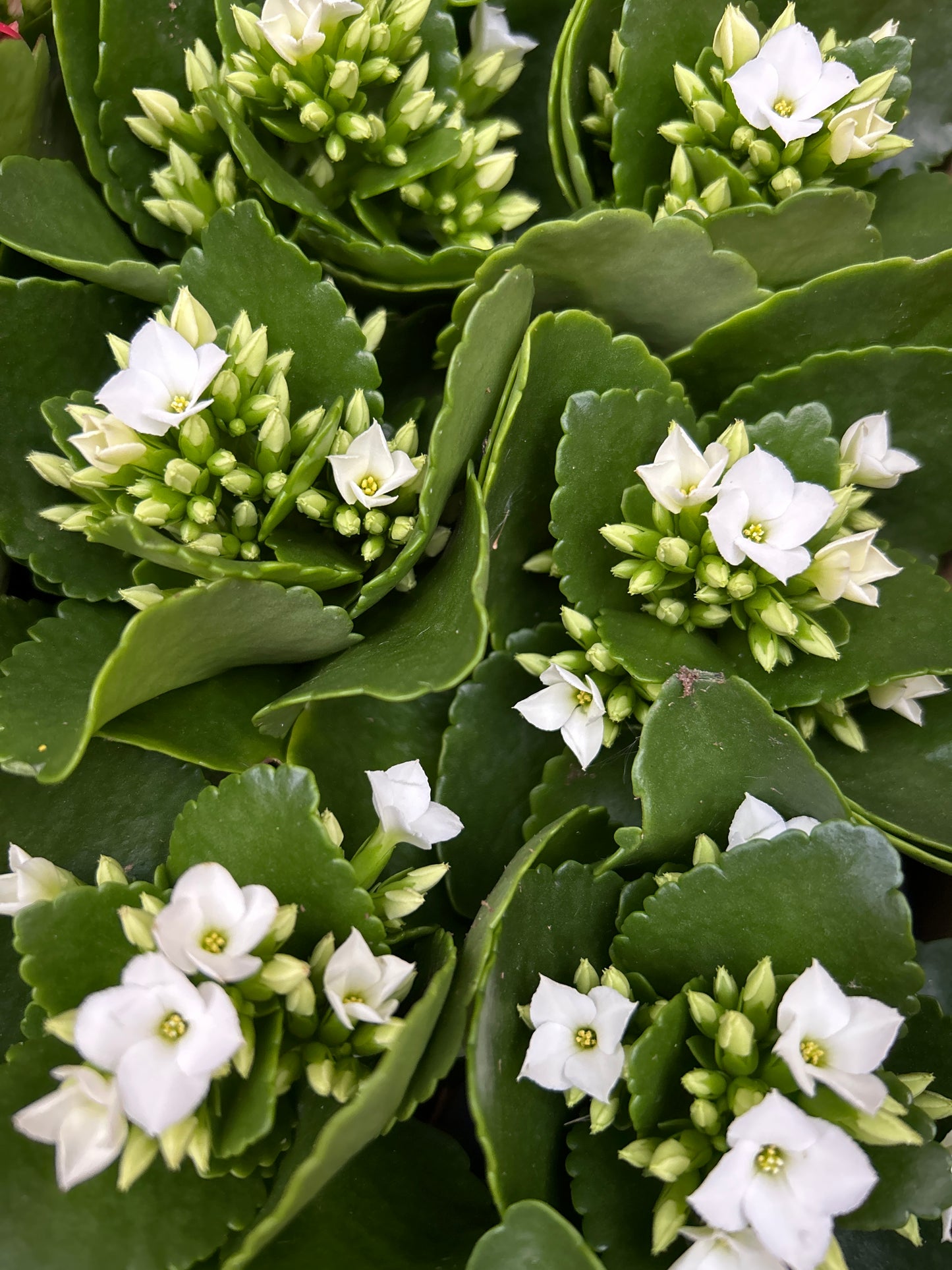 Kalanchoe