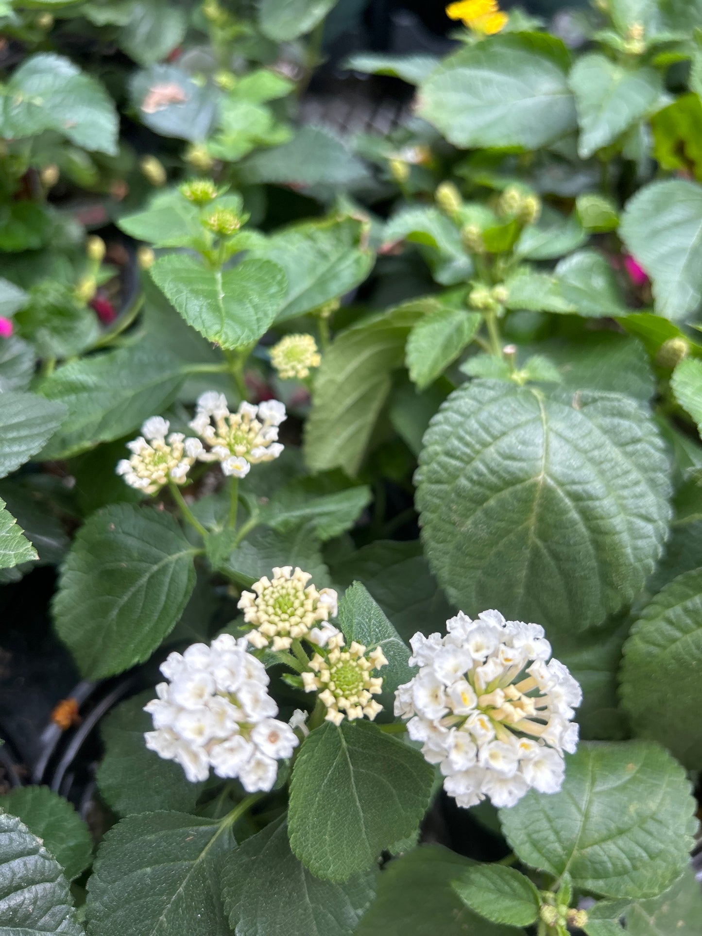 4" Lantana