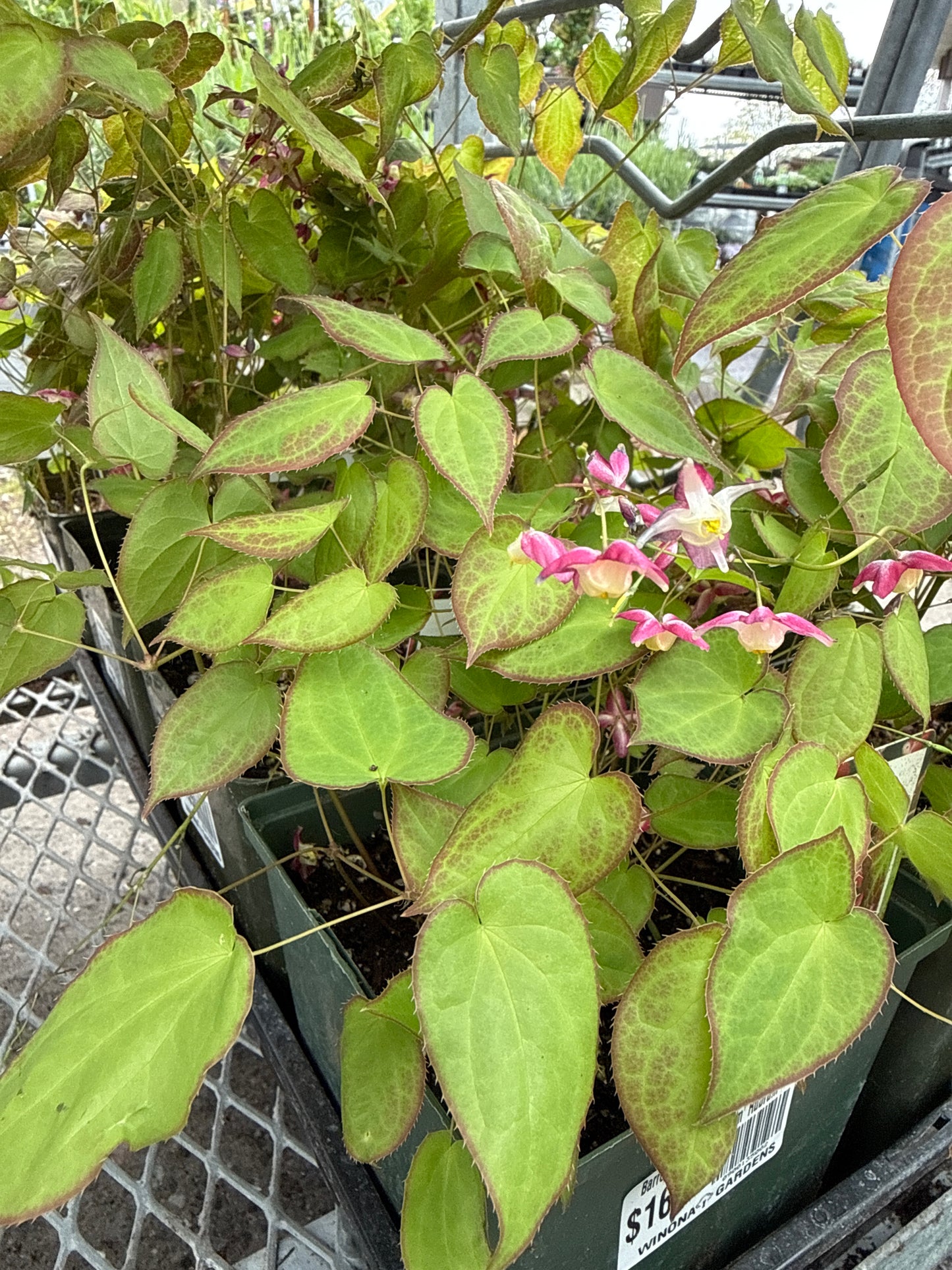 Barrenwort 'Epimedium'