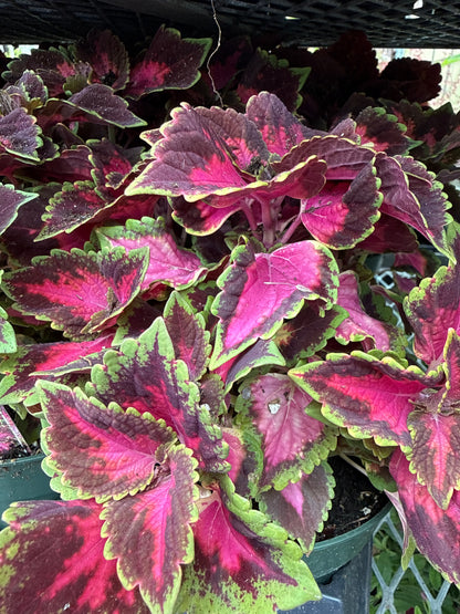 4" Coleus