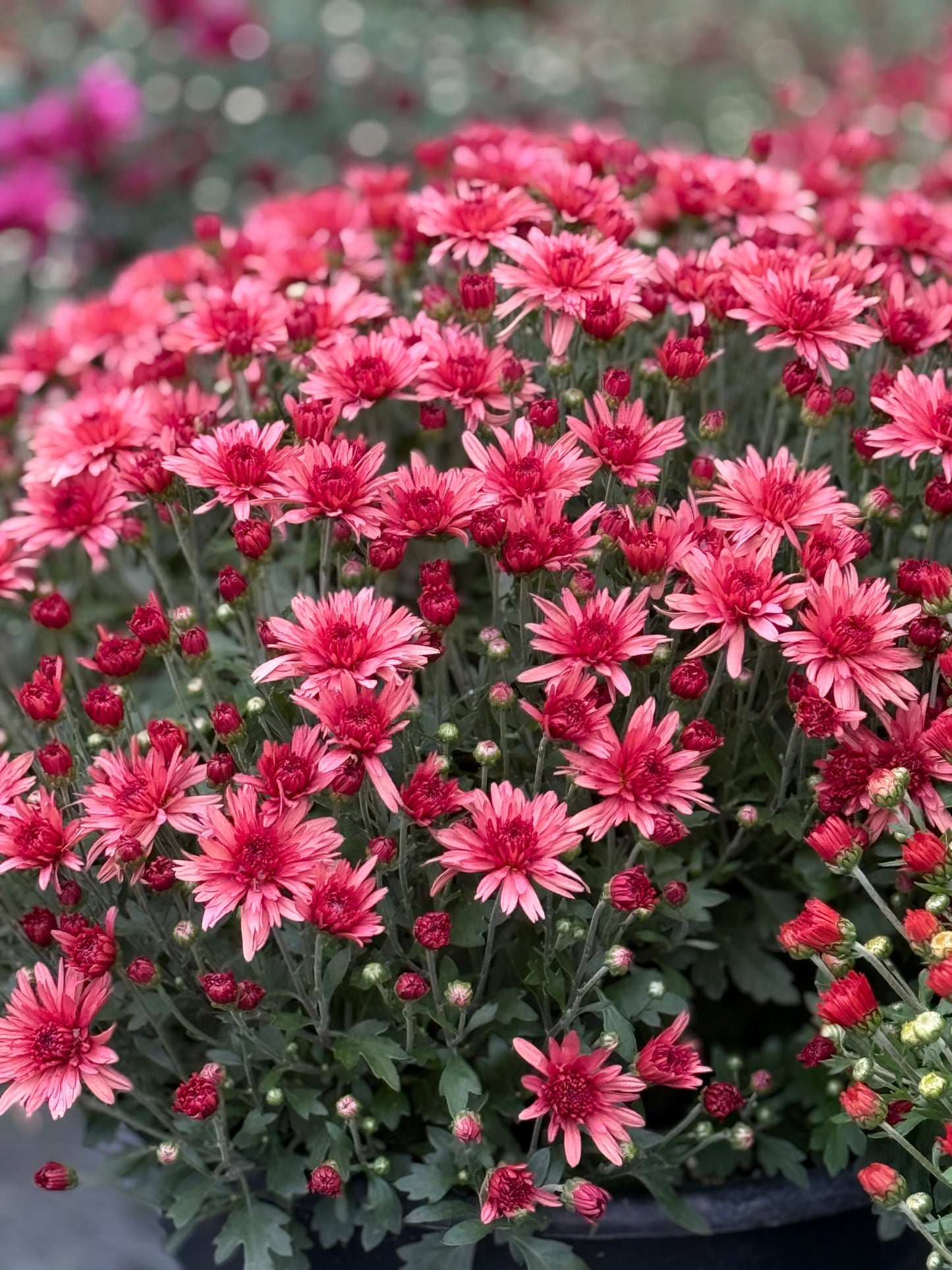 Fall Mum - 10" Porch Pot