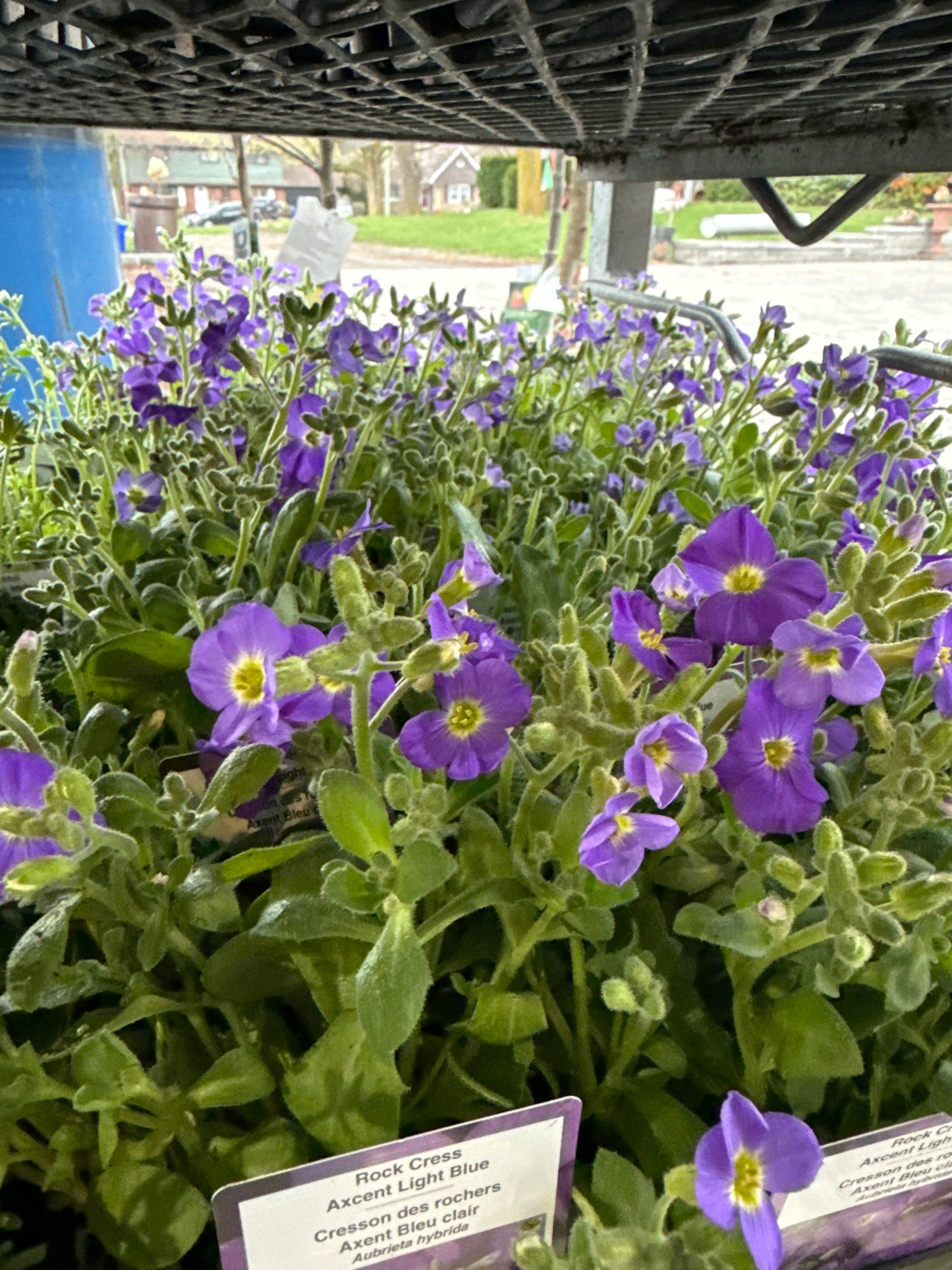 4" Aubrieta 'Rock Cress'