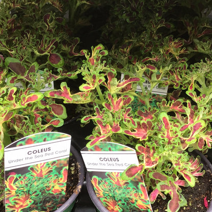 4" Coleus