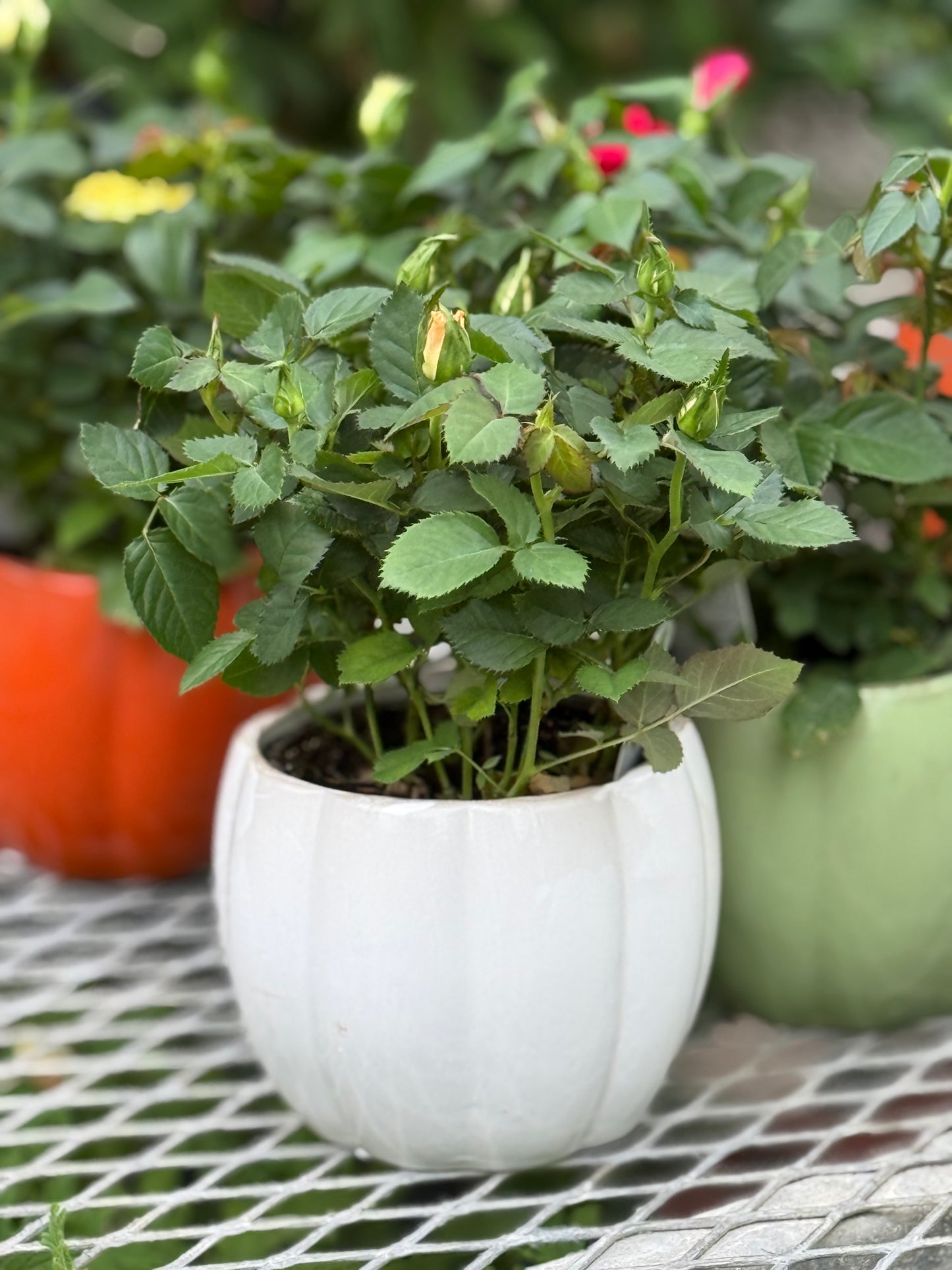4" Country Pumpkin with Mini Rose