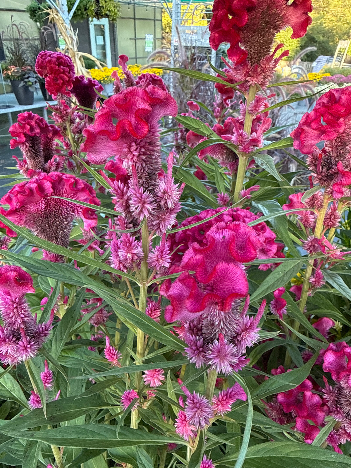 Twisted Celosia