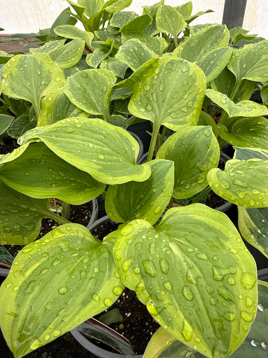 Hosta 'Golden Tiana'
