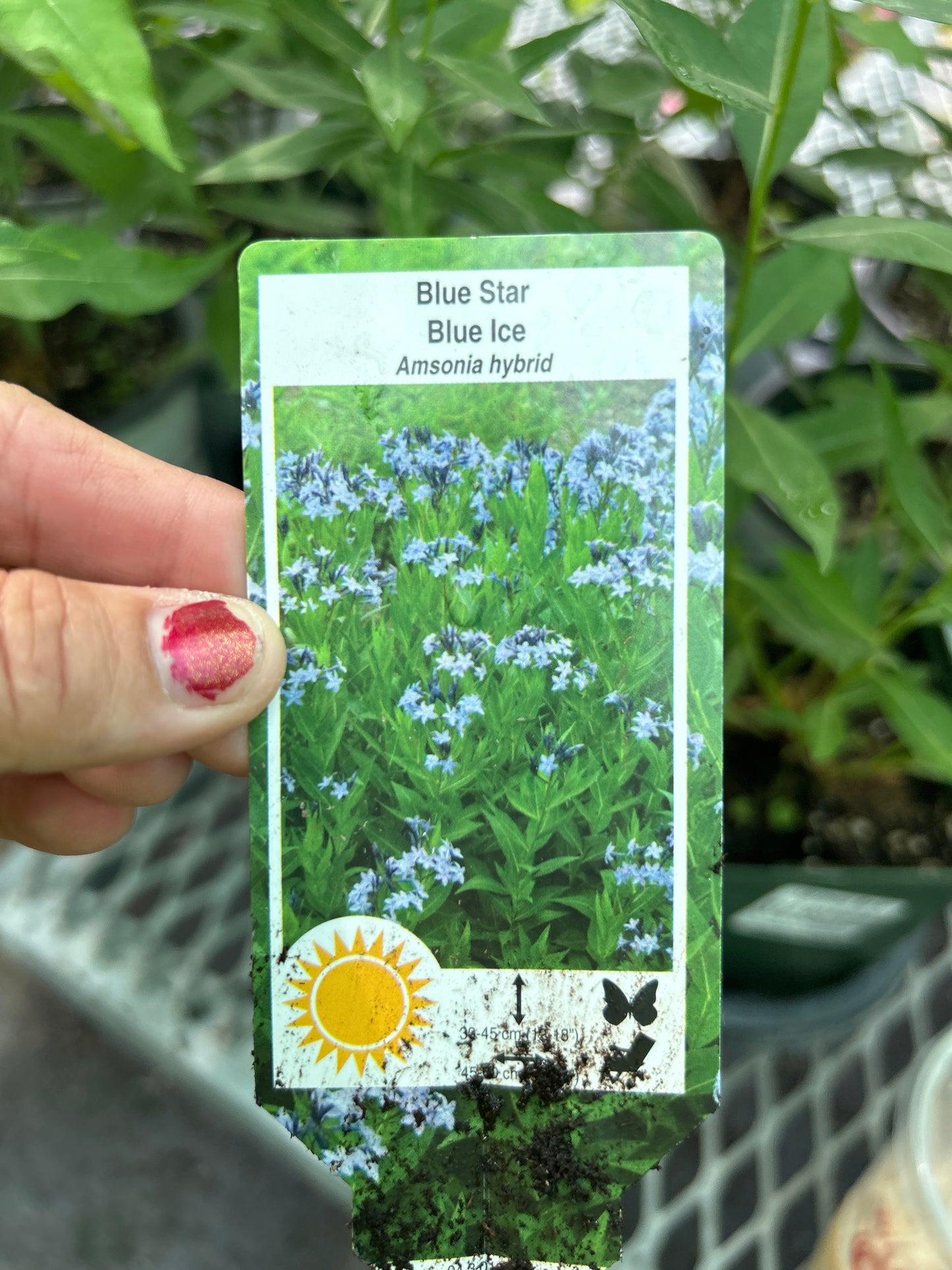 1 Gal Amsonia 'Blue Ice'