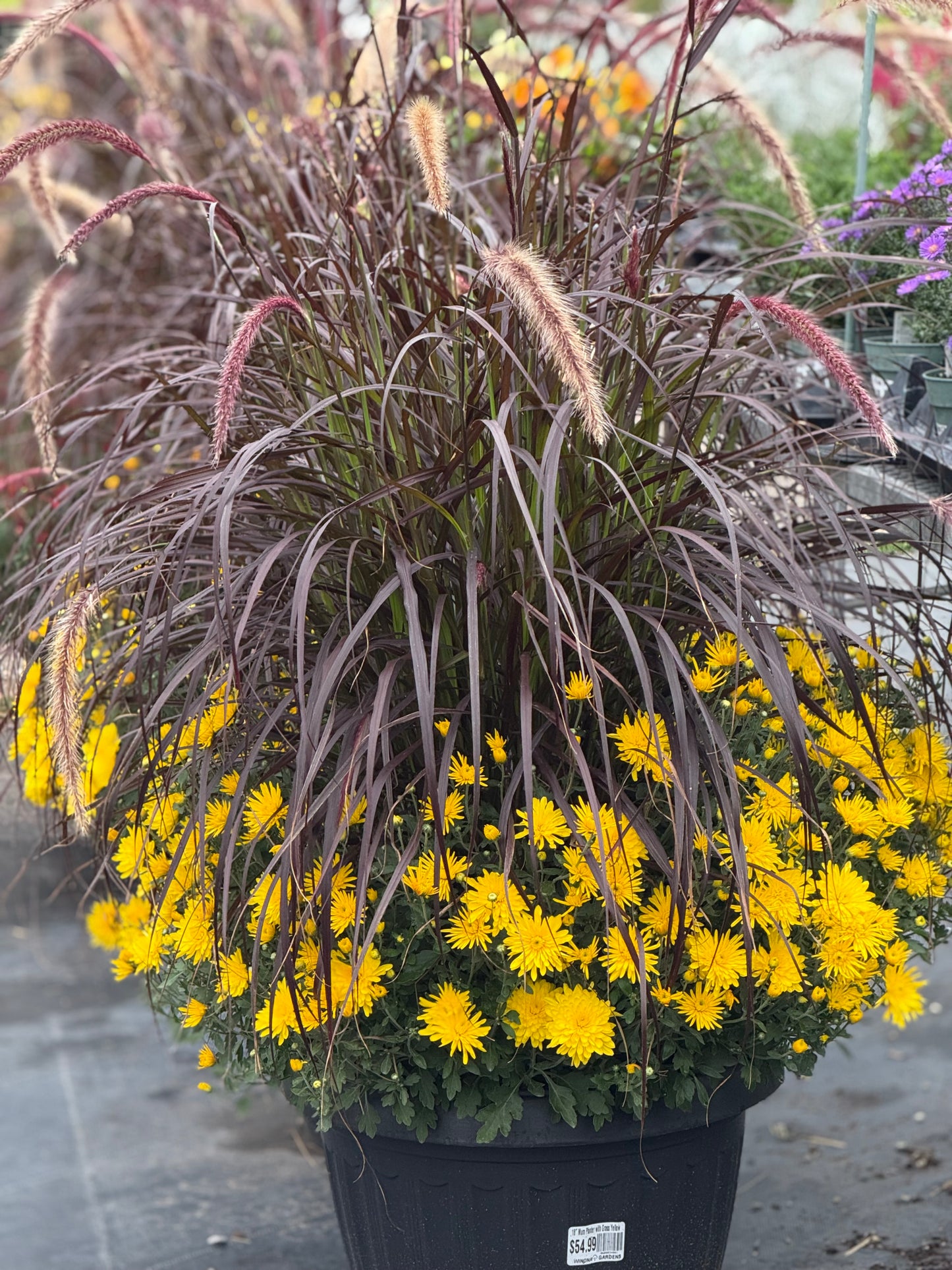 18” Mum Planter with Grass