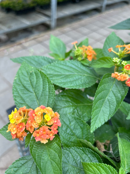 4" Lantana