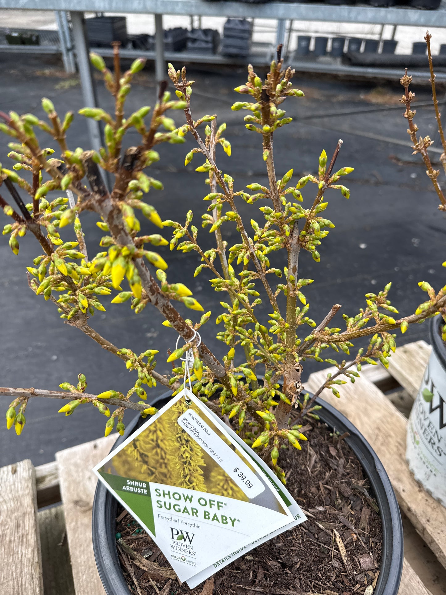 'Show Off Sugar Baby' Forsythia - Proven Winners (Copy)