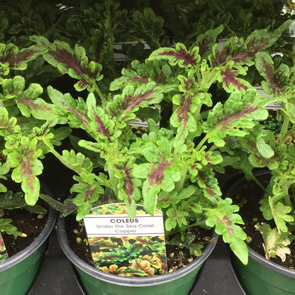 4" Coleus