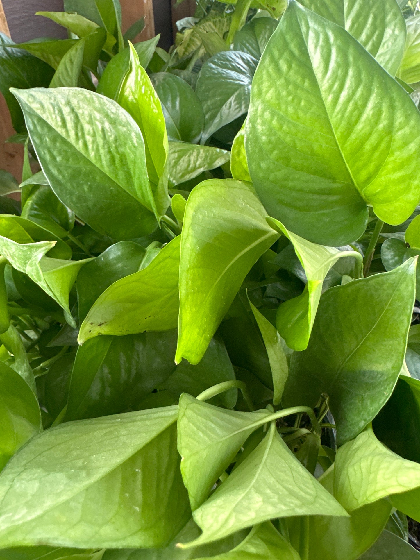 Pothos 'Jade'