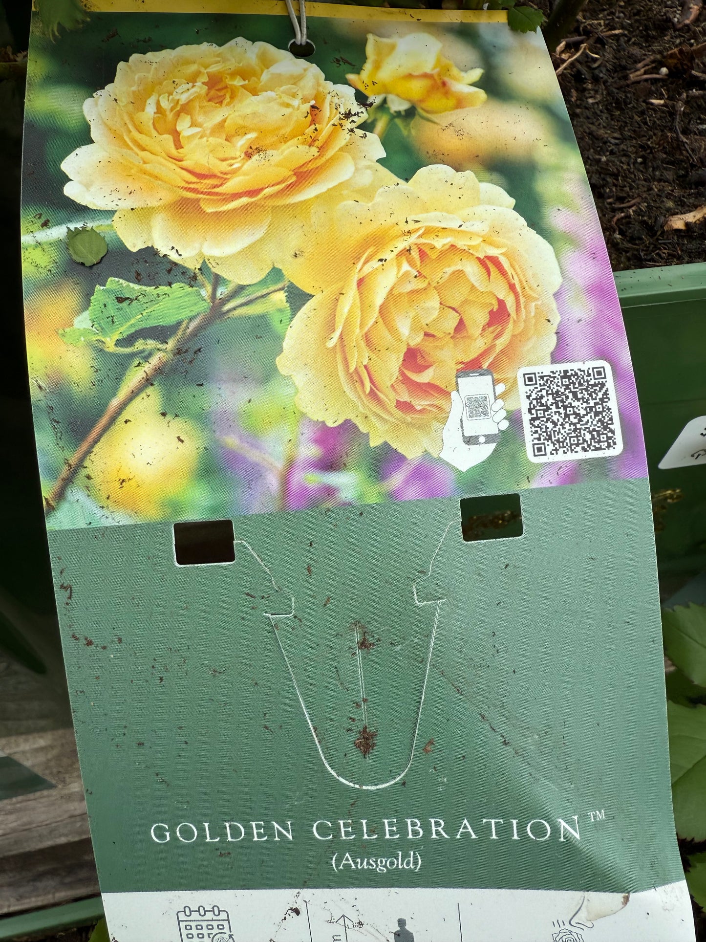 David Austin Rose 'Golden Celebration'