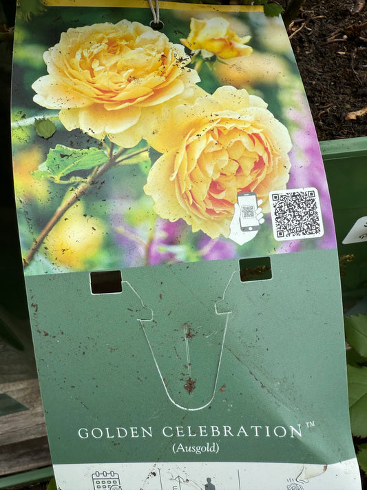 David Austin Rose 'Golden Celebration'