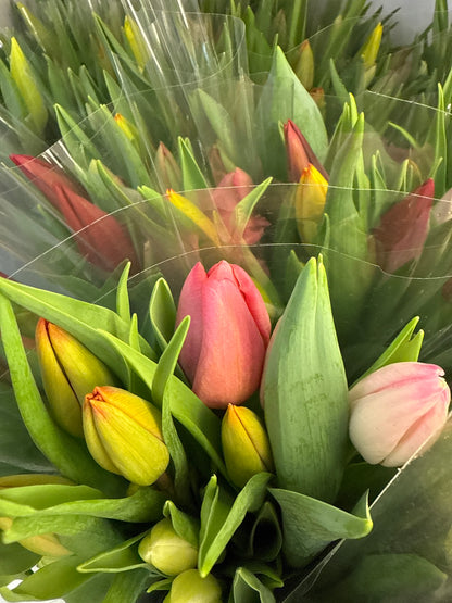 Cut Tulips - Long Stem