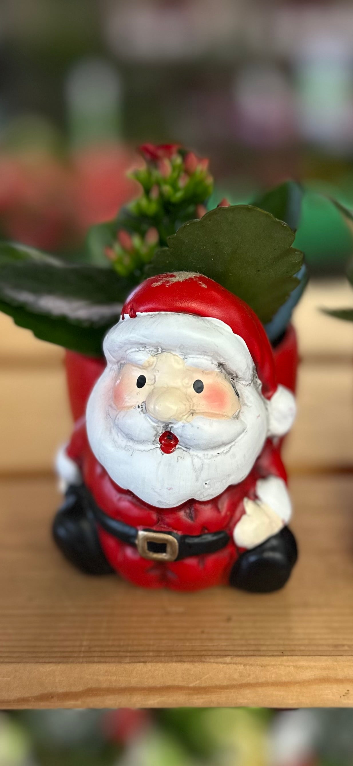 2.5” Santa Planter (includes plant)