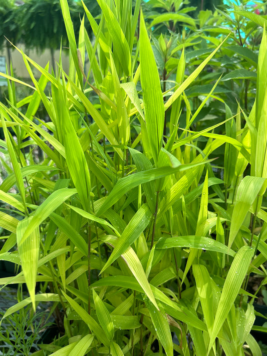1 Gal Chasmanthium 'Woodoats'