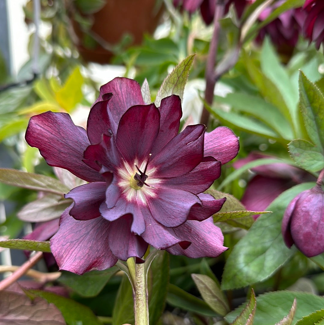 Helleborus