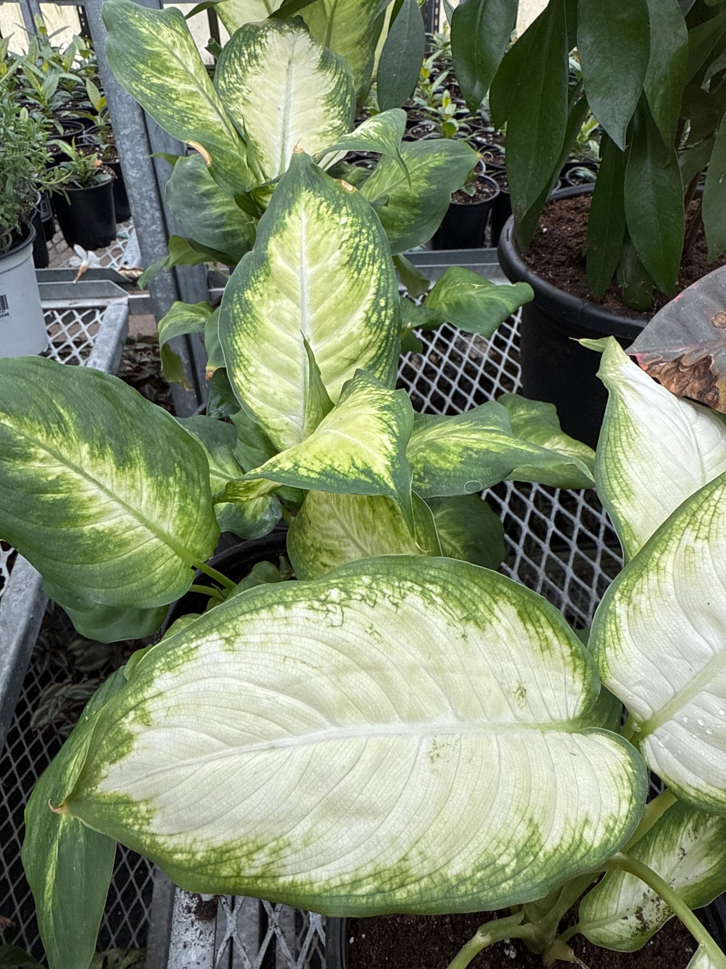 Dieffenbachia Camille