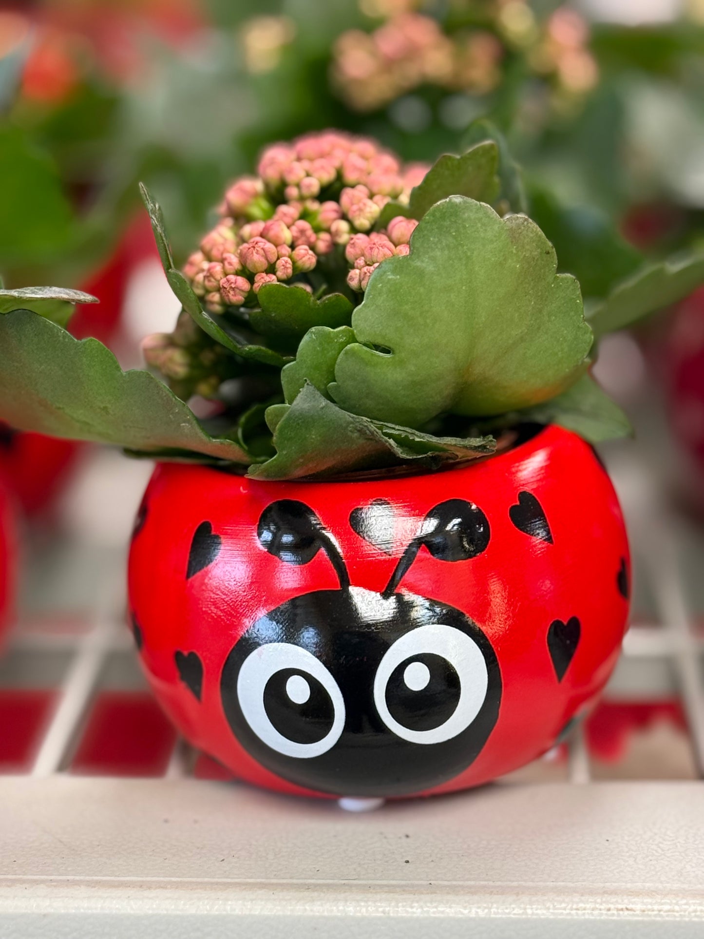 Love Bug (Plant included)