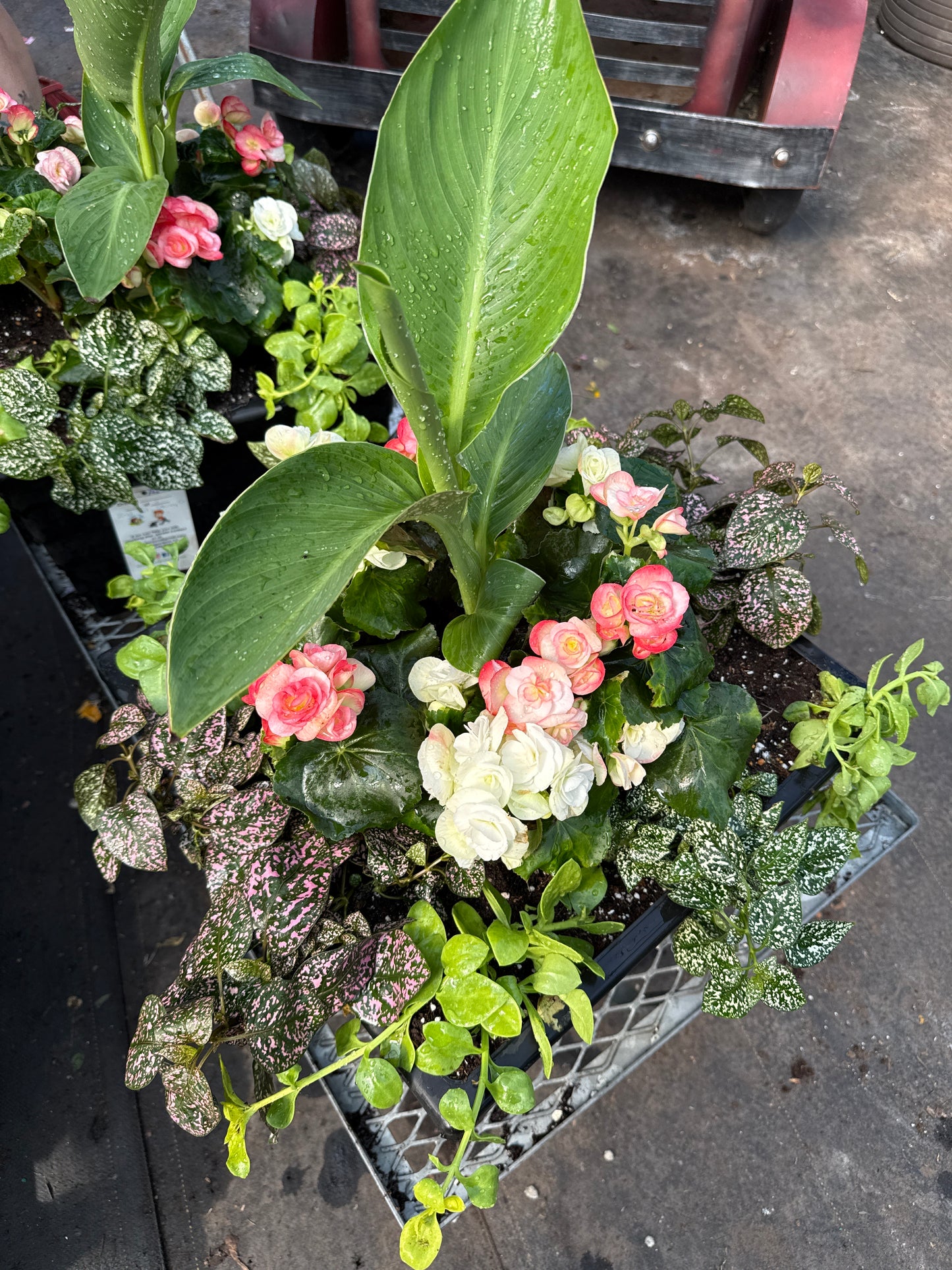 CI Assante Management 2026 Custom Planters