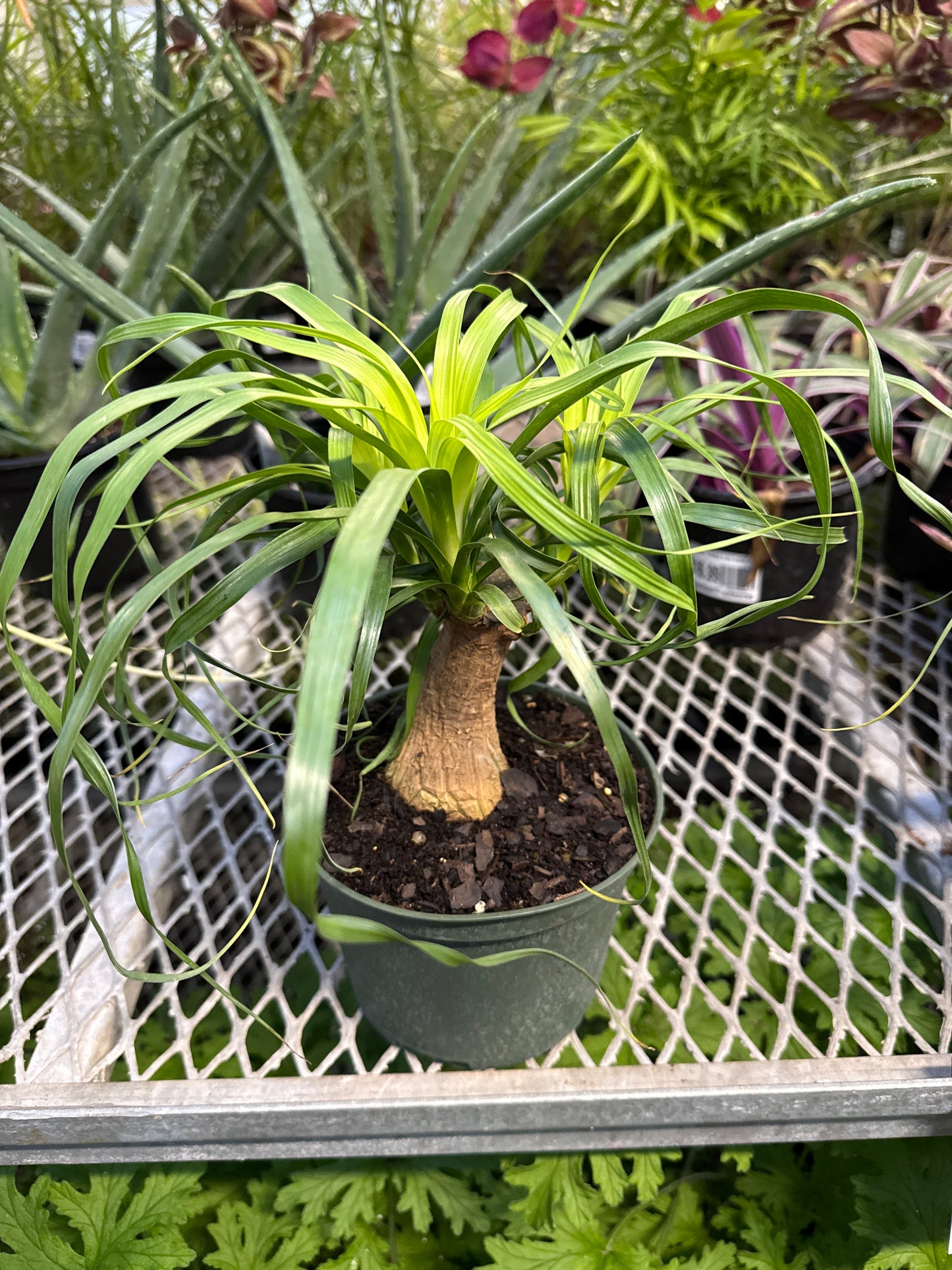 6" Pony Tail Palm