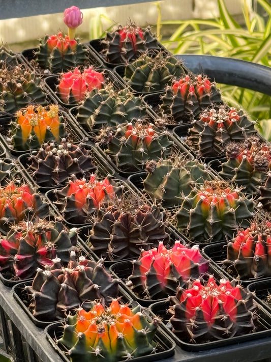 3.25" Variegated Moon Cactus (Gymnocalycium Mihanovichii Varietata)