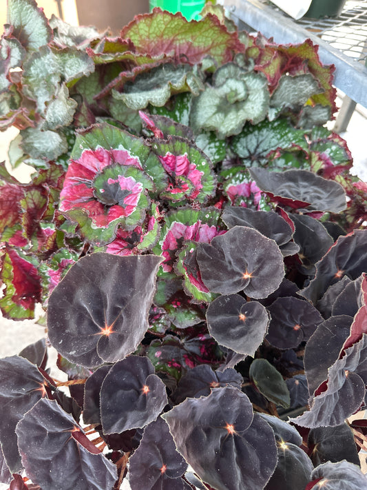 Rex Begonia - assorted