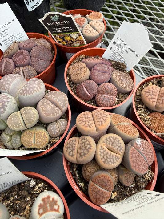 Living Stones Succulents