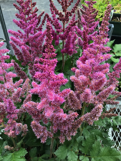 1 Gal Astilbe