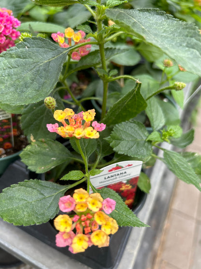 4" Lantana