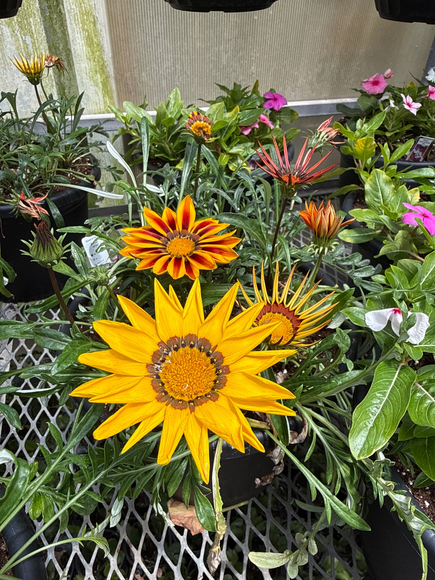 10" One Variety Summer Planters