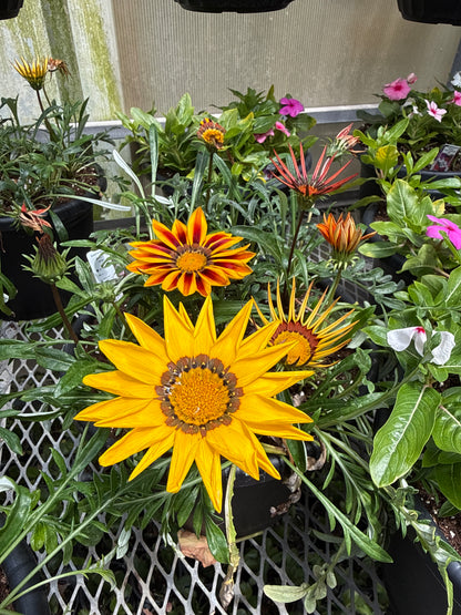 10" One Variety Summer Planters