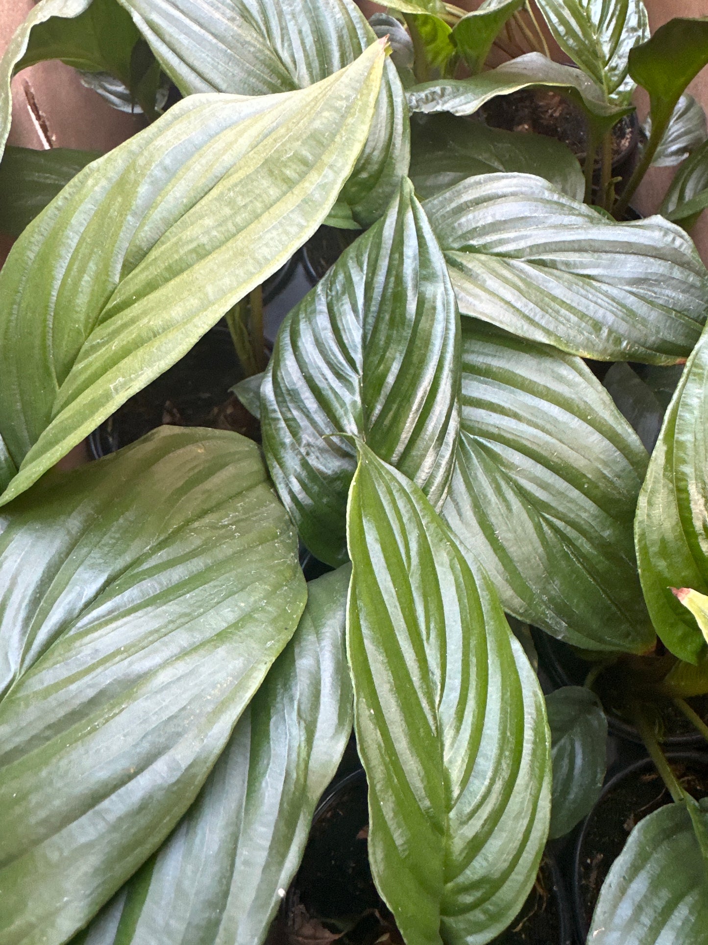 Tacca Chanterii 'Black Bat Plant'